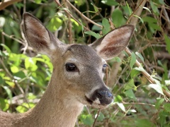 Odocoileus virginianus clavium