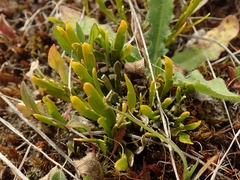 Carmichaelia corrugata