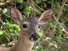 Odocoileus virginianus clavium