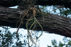 Tillandsia balbisiana