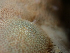 Corambe pacifica