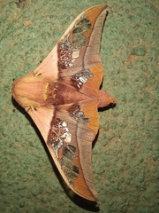 Neorcarnegia basirei
