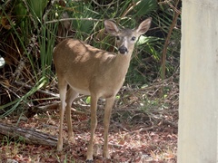 Odocoileus virginianus clavium