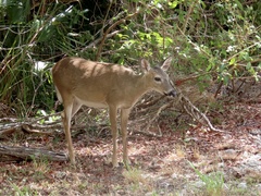 Odocoileus virginianus clavium