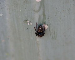 Zenodorus orbiculatus
