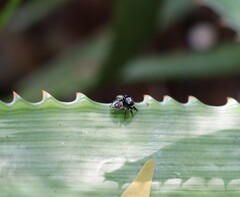 Zenodorus orbiculatus