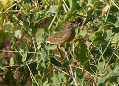 Emberiza rutila