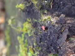 Acariformes