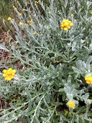 Chrysocephalum