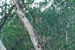 Tillandsia balbisiana