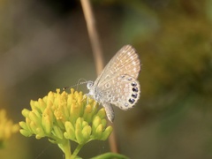 Brephidium pseudofea