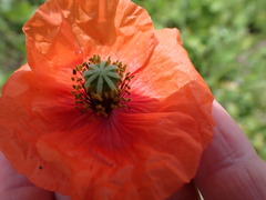 Papaver