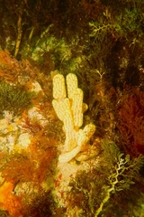 Botrylloides perspicuus