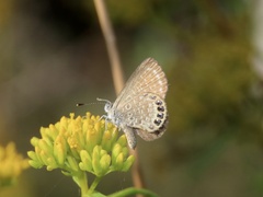 Brephidium pseudofea