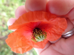 Papaver