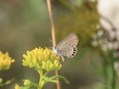 Brephidium pseudofea