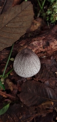 Lepiota atrodisca