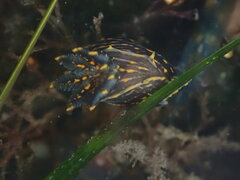 Polycera atra