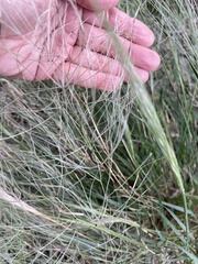 Austrostipa elegantissima