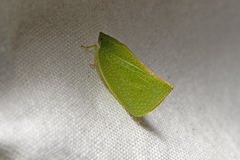 Siphanta acuta