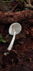 Lepiota atrodisca