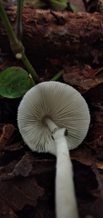 Lepiota atrodisca