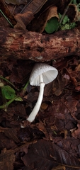 Lepiota atrodisca