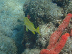 Haemulon flavolineatum