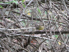 Oporornis agilis