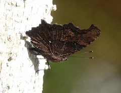 Kaniska canace