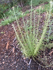 Chrysocephalum semipapposum