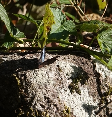 Kaniska canace