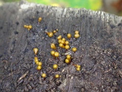 Hemitrichia calyculata