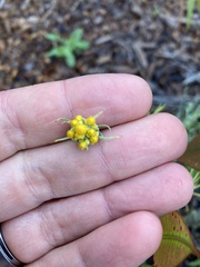 Chrysocephalum semipapposum