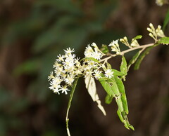 Olearia lirata