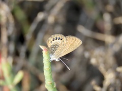 Brephidium pseudofea