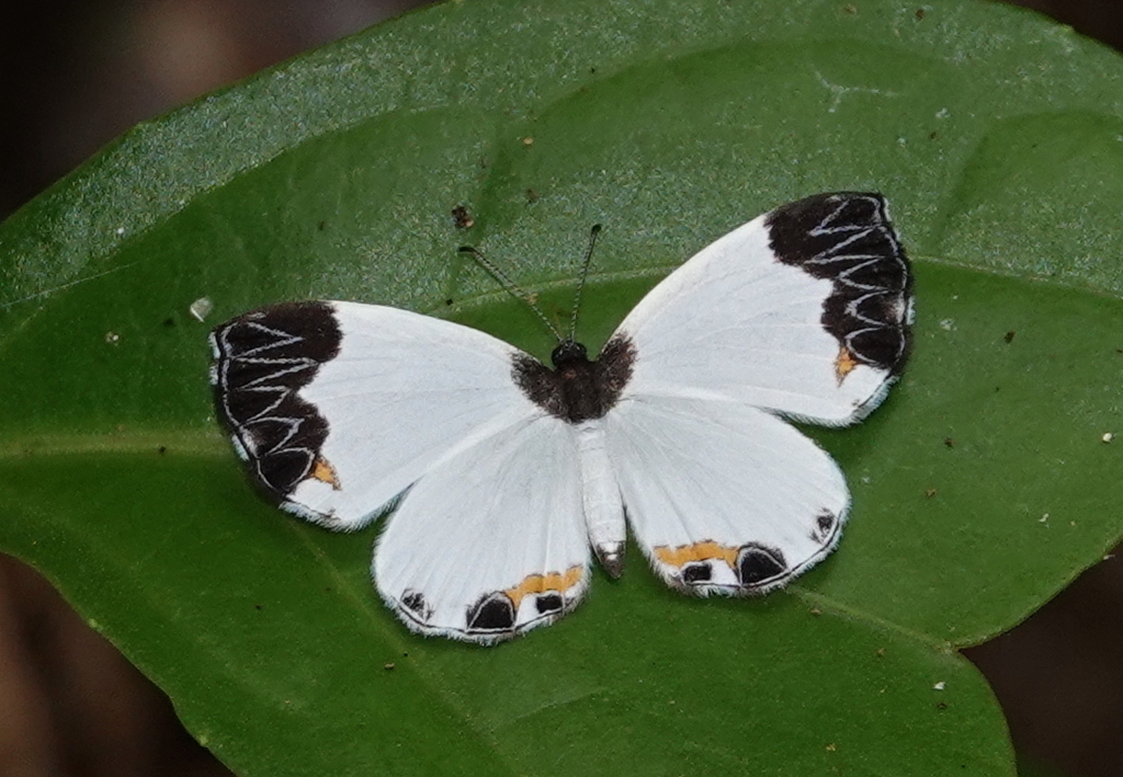 Nymphidium medusa