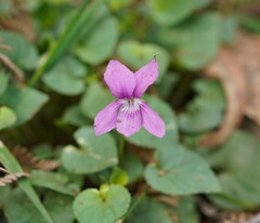 Viola riviniana