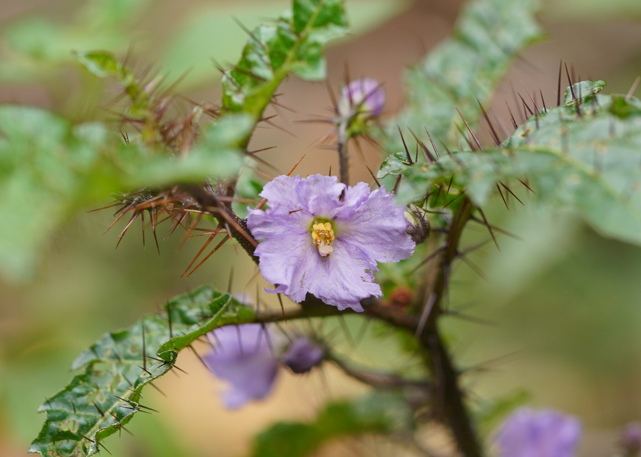 Solanum prinophyllum