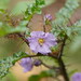 Solanum prinophyllum - Photo 由 Reiner Richter 所上傳的 (c) Reiner Richter，保留部份權利CC BY-NC-SA