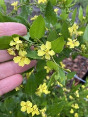 Goodenia ovata