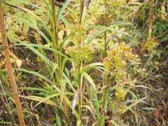 Solidago riddellii