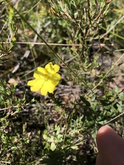 Hibbertia obtusifolia