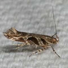 Aristotelia fungivorella