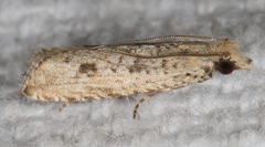 Bactra