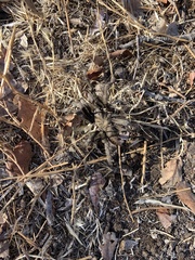 Aphonopelma johnnycashi