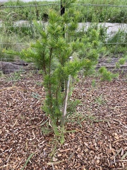 Grevillea rosmarinifolia