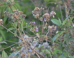 Vernonanthura squamulosa