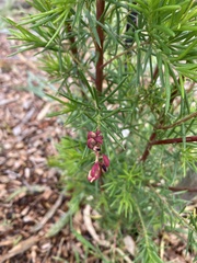 Grevillea rosmarinifolia