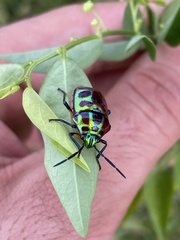 Chrysocoris stollii